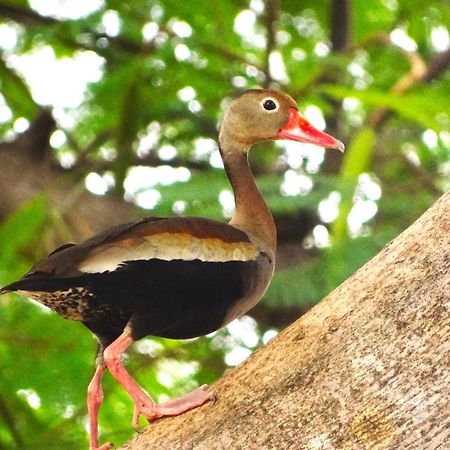 Pousada Fazenda Xaraes Todos os Santos Eksteriør bilde