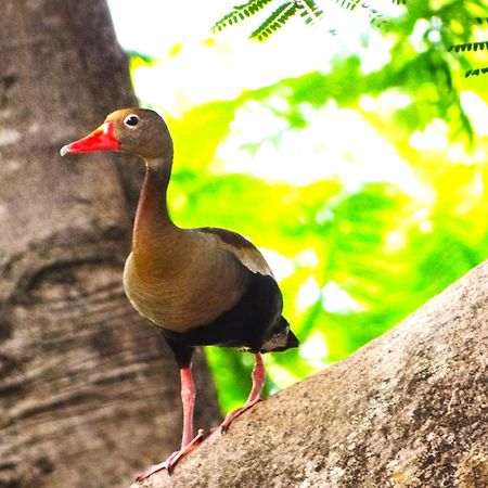 Pousada Fazenda Xaraes Todos os Santos Eksteriør bilde
