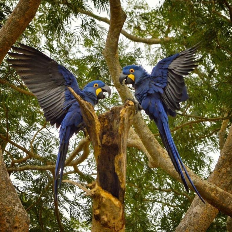 Pousada Fazenda Xaraes Todos os Santos Eksteriør bilde