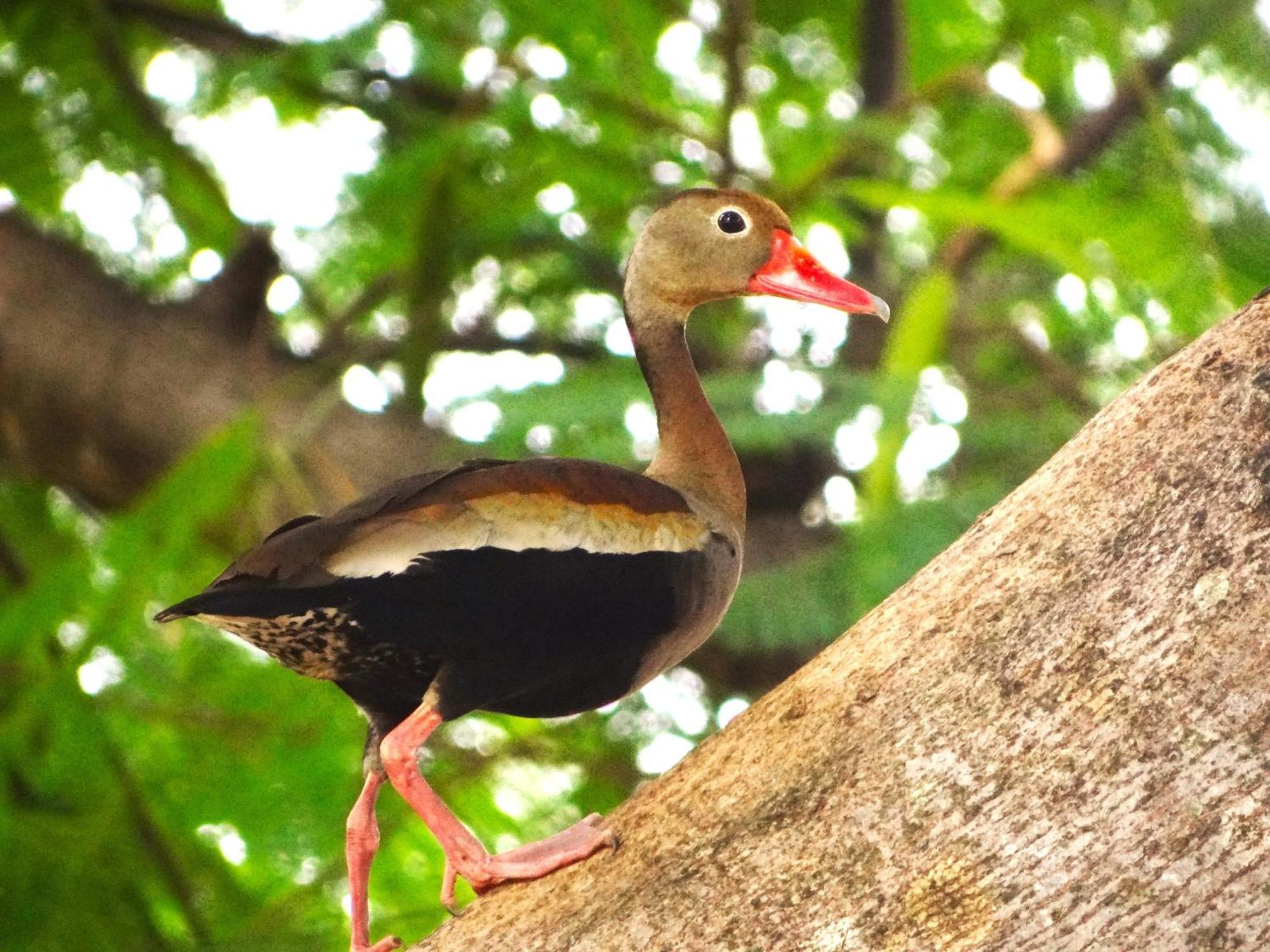 Pousada Fazenda Xaraes Todos os Santos Eksteriør bilde