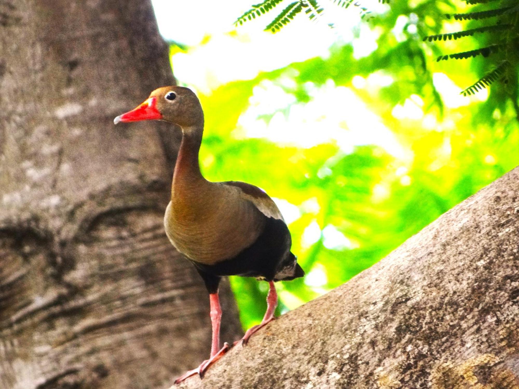 Pousada Fazenda Xaraes Todos os Santos Eksteriør bilde